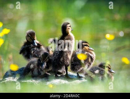 group of young ducklings  basking in the sun on the edge of a river Stock Photo