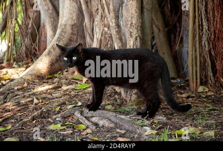 cat playing at north shore park Stock Photo
