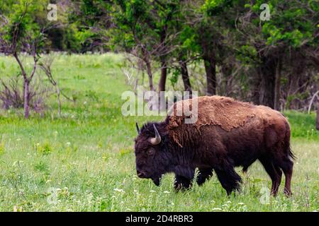 Buffalo or American bison (bison bison) in  Oklahoma's Wichita Mountains National Wildlife Refuge. Stock Photo