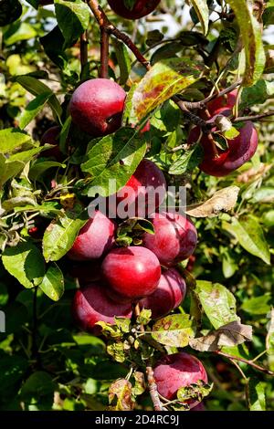 Red Empire apples on the tree in Ontario Canada orchard. Stock Photo