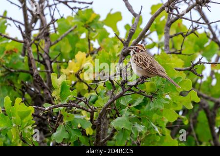 Lark sparrow (Chondestes grammacus) in the Wichita Mountains of Oklahoma Stock Photo