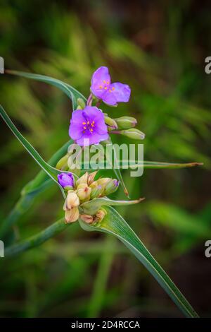 Spiderwort growing wild in the Wichita Mountains National Wildlife Refuge Stock Photo