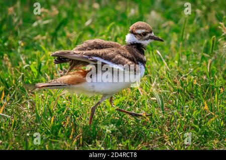 Killdeer (Charadrius vociferus) in a field Stock Photo