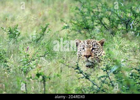 An African Leopard (Panthera pardus) hiding in dense grass in the early morning at Okonjima Reserve, Otjozondjupa Region, Namibia. Stock Photo