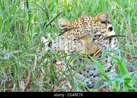 An African Leopard (Panthera pardus) hiding in grass at Okonjima, Otjozondjupa Region, Namibia. Stock Photo