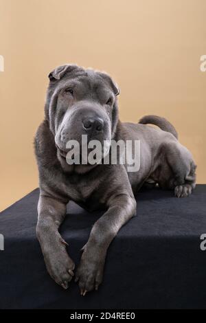 A Standing grey Sharpei dog looking at the camera isolated on a beige background Stock Photo