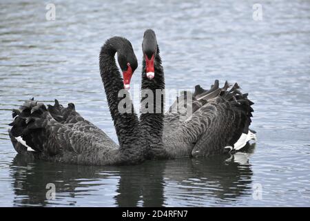 Two swans are mating Stock Photo Alamy