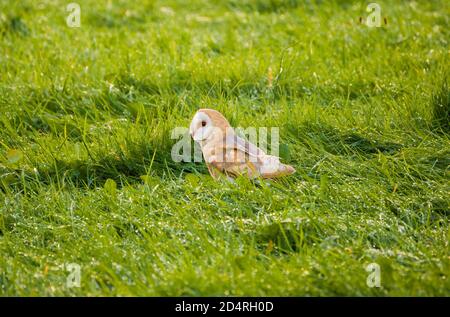 A Barn Owl hunting in long wet grass Stock Photo