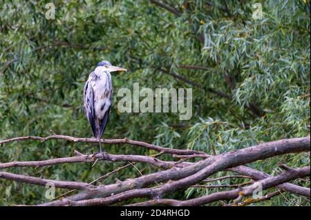 Gray heron sitting on the gray tree Stock Photo