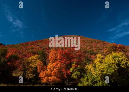 Orange and red maple trees in the mountains of Utah, USA. Stock Photo