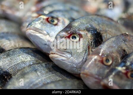 Raw dorado fish (gilthead bream, Sparus auratus) at fish market, close up Stock Photo