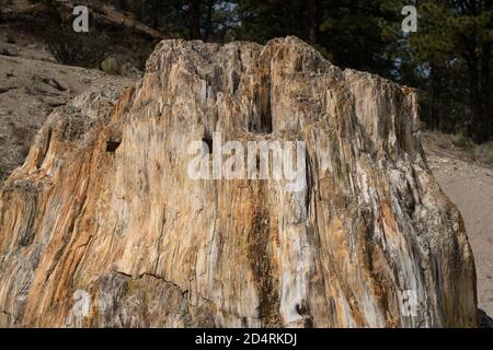 Close up view of the Big Stump in Florissant Fossil Beds National Monument Stock Photo