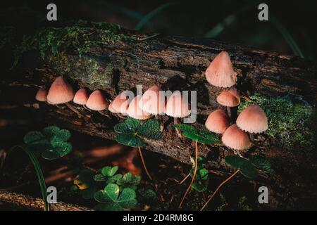 Mycena haematopus, commonly known as the bleeding fairy helmet, the burgundydrop bonnet, or the bleeding Mycena, is a species of fungus in the family Stock Photo
