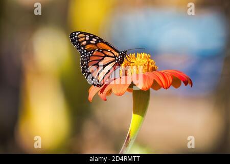 Side view of a beautiful monarch butterfly resting on a bright orange flower.