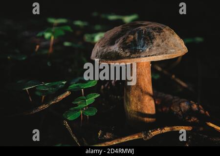 Tylopilus felleus, commonly known as the bitter bolete or the bitter tylopilus, is a fungus of the bolete family. Stock Photo