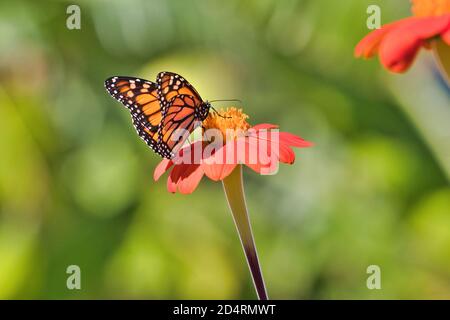Beautiful monarch butterfly seen from behind with wings slightly spread sipping nectar from a bright orange flower. Stock Photo