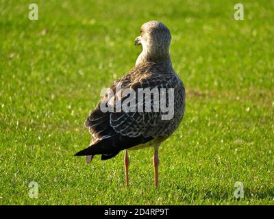 Close up of young black headed gull standing on grass in the sunshine Stock Photo