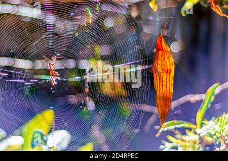A dead autumn leaf is suspended from a strand of spider's silk. A intricately woven spider's web is visible behind the dead brown leaf. Stock Photo