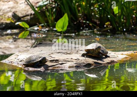 Two turtles sun bathing in on a rock Stock Photo