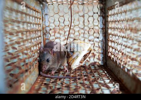Close-up of a rat trapped in a mousetrap cage, Rodent control cage in house. Stock Photo