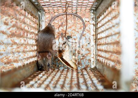 Close-up of a rat trapped in a mousetrap cage, Rodent control cage in house. Stock Photo