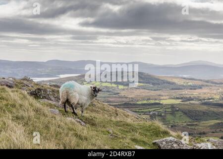 Priest's Leap, Cork, Ireland. 20th October, 2020. Sheep wander the rugged mountainside on the Priest's Leap in West Cork, Ireland.  - Credit; David Creedon / Alamy Live News Stock Photo