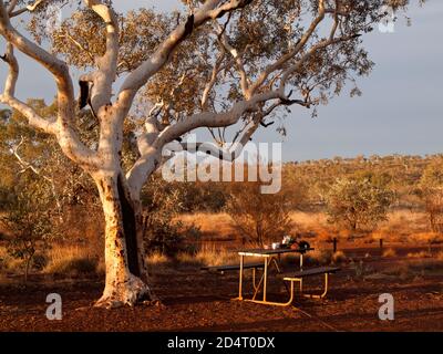 Picnic table beneath Ghost Gum (Eucalyptus leucophloia), Dales Campground, Karijini National Park, Western Australia Stock Photo