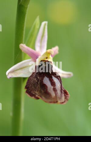 horseshoe bee-orchid (Ophrys ferrum-equinum) in a meadow Stock Photo