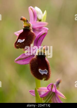 Bertoloni's ophrys (ophrys bertolinii), orchid flower in croatia Stock Photo