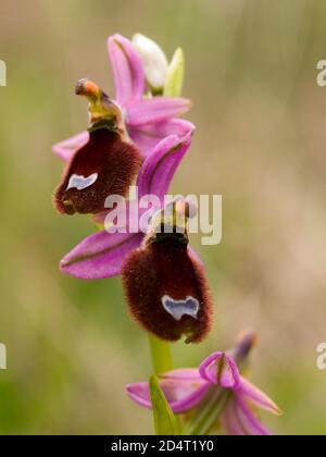 Bertoloni's ophrys (ophrys bertolinii), orchid flower in croatia Stock Photo