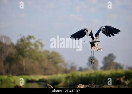 Great blue heron flying away with its wings up and its legs and feet dangling Stock Photo