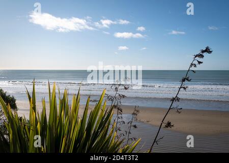 Flax near beach at Moeraki, Otago, South Island, New Zealand Stock Photo