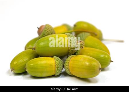 Fruits of the pedunculate oak, Quercus robur L., in autumn Stock Photo