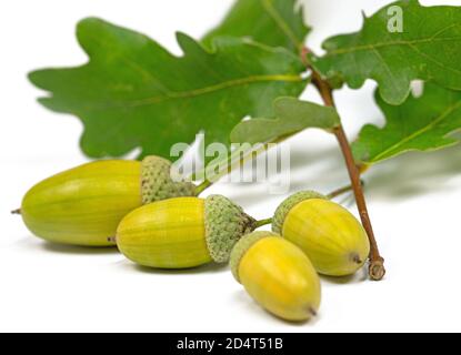Fruits of the pedunculate oak, Quercus robur L., in autumn Stock Photo