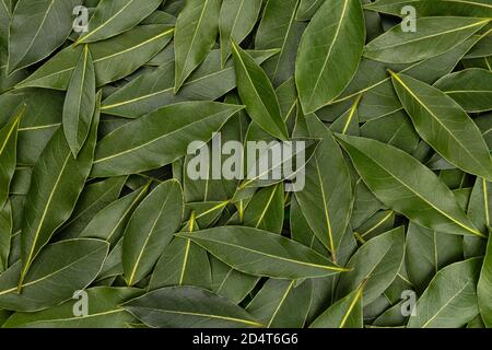 Bay leaves texture, background made of fresh laurel leaves Stock Photo