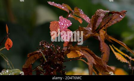 Waterdrop on leafs Stock Photo