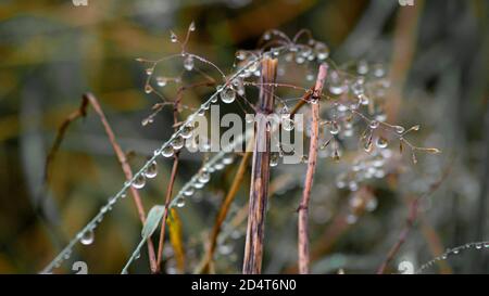 Waterdrop on grass Stock Photo