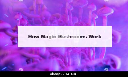 how do magic mushrooms work? the mechanism of psilocybin's action on ...