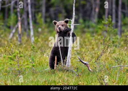 Bear cub is leaning on a rotten snag to see better Stock Photo