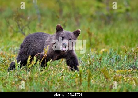 Sometimes you might feel being as awestruck as this bear cub Stock Photo