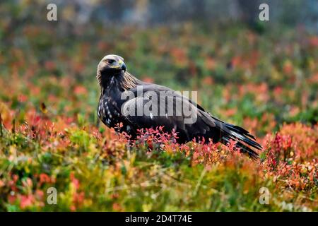 Golden eagle in the boreal forest with autumn colors Stock Photo