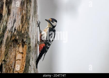 Great spotted woodpecker in foggy boreal forest.