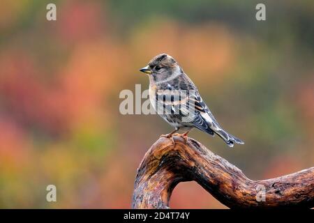 Brambling against colorful autumn background. Stock Photo