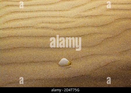 Seashell on the sand Stock Photo