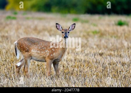 Winter is coming and deers are in the process to change to winter coat Stock Photo