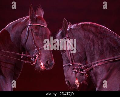 Kyiv, Ukraine. 10th Oct, 2020. Horses are seen during the presentation of the new show 'Birthday. Circus Festival' at the National Circus in Kyiv, Ukraine October 10, 2020. Credit: Anatolii Stepanov/ZUMA Wire/Alamy Live News Stock Photo