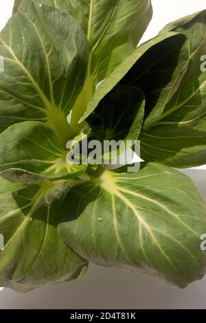 Still Life of Pok Choi Stock Photo