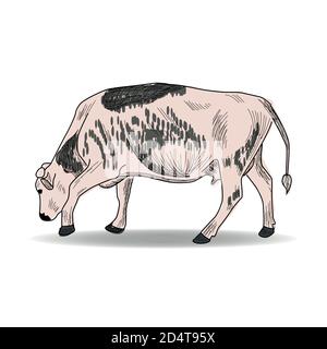 Cow, Hand drawn in a graphic style. Vintage engraving illustration for poster, web Stock Vector