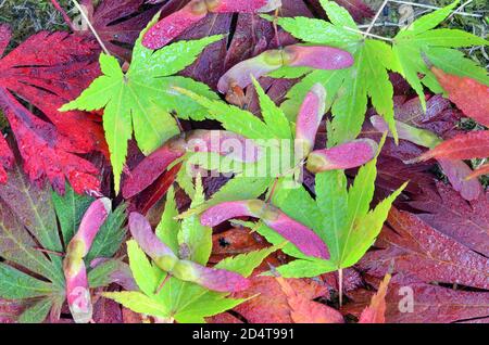 Still life formed by leaves and fruits of different maples with red and green colors photographed in autumn Stock Photo