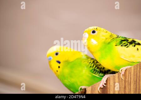 two yellow-green wavy parrots are sitting on the closet Stock Photo